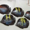 Poisson Tablette en chocolat noir