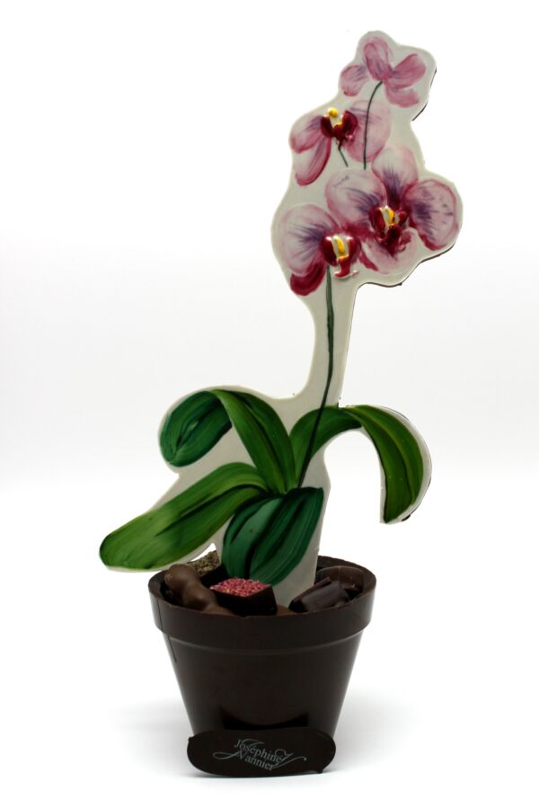 Orchidée en chocolat garnie