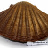 Coquille Saint Jaques en chocolat au lait garnie