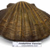 Coquille  Saint Jaques en chocolat noir garnie